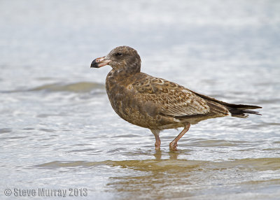  Pacific Gull (Larus pacifica)