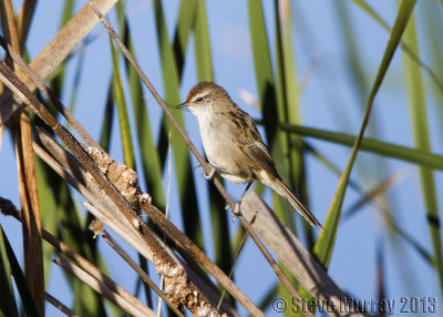 Little Grassbird (Megalurus gramineus goulburni)