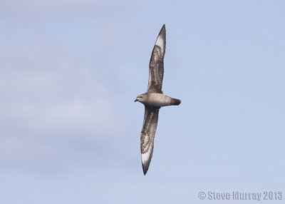 Kermadec Petrel (Pterodroma neglecta)