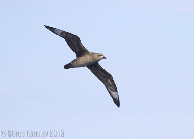 Kermadec Petrel (Pterodroma neglecta)