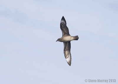 Kermadec Petrel (Pterodroma neglecta)