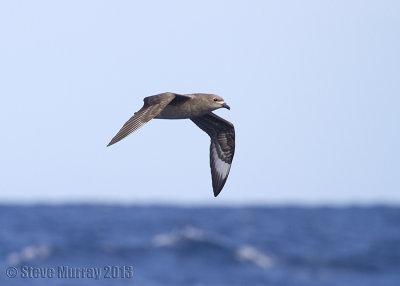 Kermadec Petrel (Pterodroma neglecta)