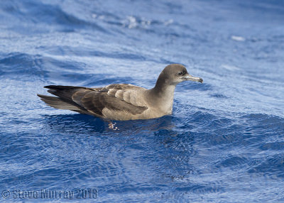 Wedge-tailed Shearwater (Ardenna pacificus)