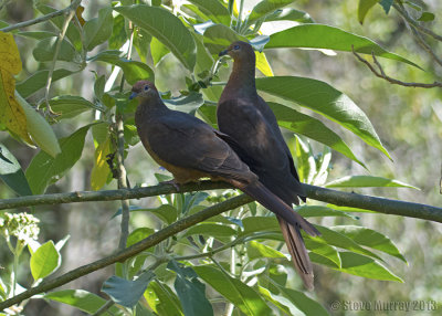 Brown Cuckoo-Dove (Macropygia phasianella)