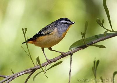 Spotted Pardalote (Pardalotus punctatus)