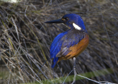 Azure Kingfisher (Alcedo azurea)