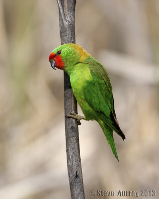 Old World Parrots (Psittaculidae)