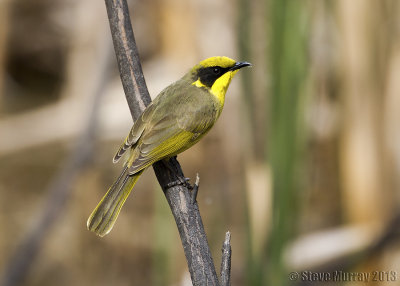 Yellow-tufted Honeyeater (Lichenostomus melanops)