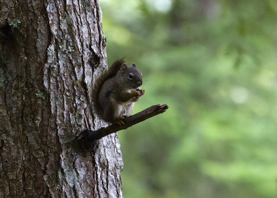 Douglas's Squirrel (Tamiasciurus douglasii)