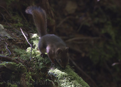 Douglas's Squirrel (Tamiasciurus douglasii)
