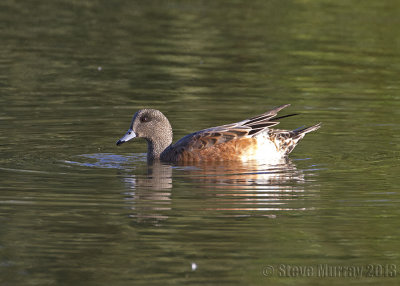 American Wigeon