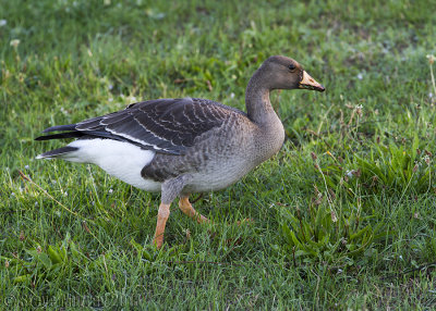 Greater White-fronted Goose