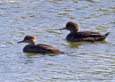 Hooded Merganser (Lophodytes cucullatus)