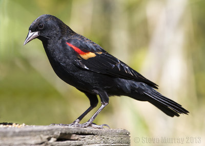 Blackbirds (Icteridae)