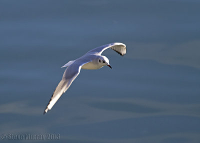 Bonaparte's Gull