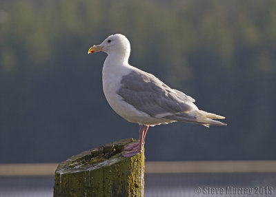 Glaucous-winged Gull