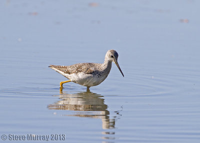 Greater Yellowlegs