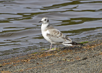 Bonaparte's Gull (Chroicocephalus philadelphia)