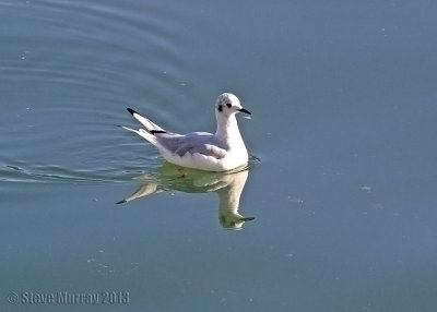 Bonaparte's Gull (Chroicocephalus philadelphia)