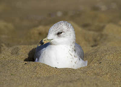 Ring-billed Gull (Larus delawarensis)