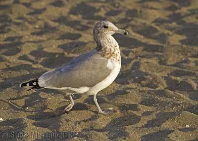 California Gull (Larus californicus)