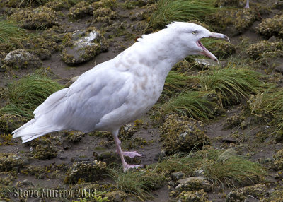 Glaucous Gull (Larus hyperboreus)