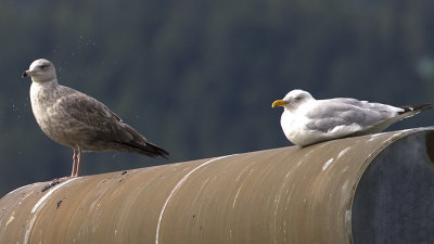 American Herring Gull (Larus smithsonianus)