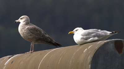 American Herring Gull (Larus smithsonianus)