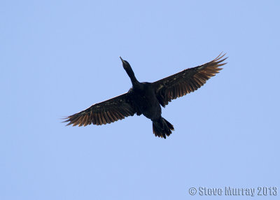 Pelagic Cormorant (Phalacrocorax pelagicus)