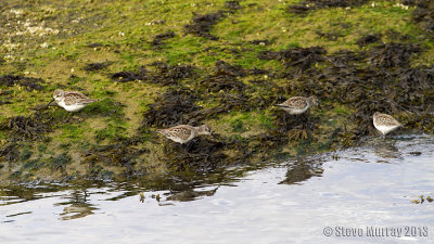 Western Sandpiper (Calidris mauri)