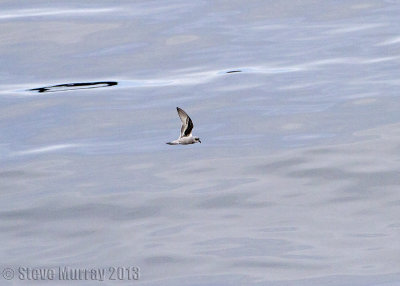 Fork-tailed Storm Petrel (Oceanodroma furcata)