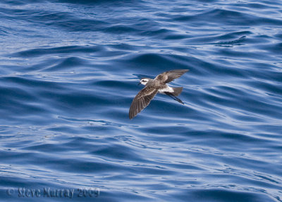 White-faced Storm-Petrel (Pelagodroma marina)