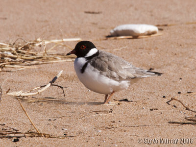Hooded Dotterel (Thinornis cucullatus)