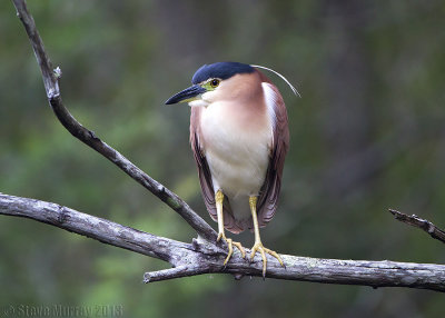 Nankeen Night Heron (Nycticorax caledonicus australasiae)