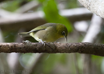 Slender-billed White-eye (Zosterops tenuirostris)