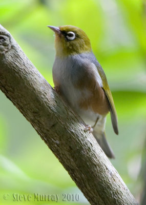 Silvereye (Zosterops lateralis lateralis)