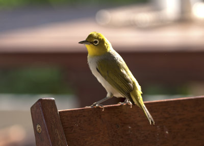 Silvereye (Zosterops lateralis chlorocephalus)