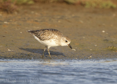 Grey Plover