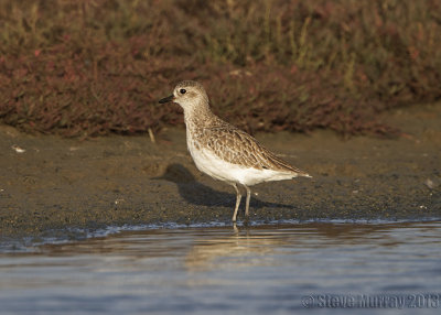 Grey Plover (Pluvialis squatarola)