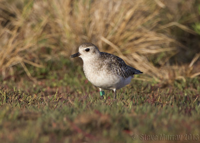 Grey Plover (Pluvialis squatarola)