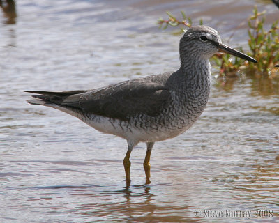 Grey-tailed Tattler (Tringa brevipes)