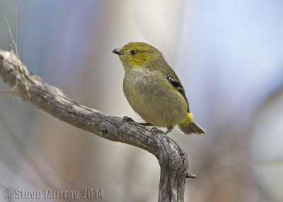 Forty-spotted Pardalote (Pardalotus quadragintus)