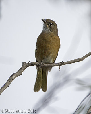 Olive Whistler (Pachycephala olivacea apatetes)