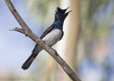 Satin Flycatcher (Myiagra cyanoleuca)