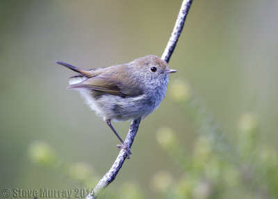 Tasmanian Thornbill (Acanthiza ewingii)