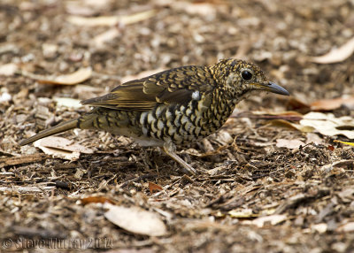 Bassian Thrush (Zoothera lunulata)