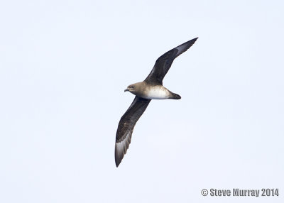 Kermadec Petrel (Pterodroma neglecta)