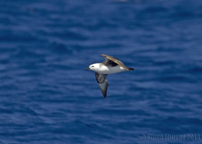 Kermadec Petrel (Pterodroma neglecta)