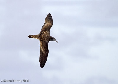 Streaked Shearwater (Calonectris leucomelas)