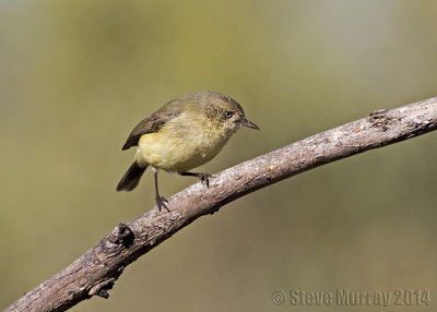 Buff-rumped Thornbill (Acanthiza reguloides nesa)
